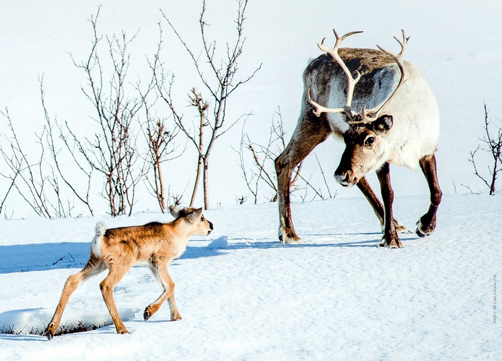 Ein erwachsenes Rentier und ein Rentier-Baby laufen über den schneebedeckten Boden.