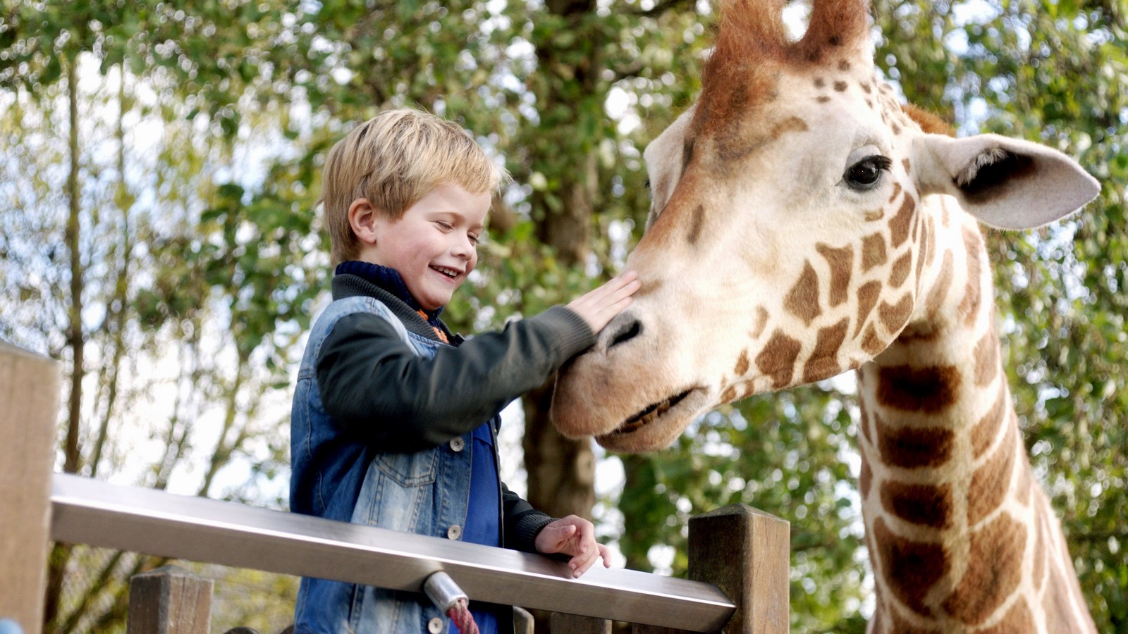 Ein kleiner Junge streichelt die Nüstern einer Giraffe