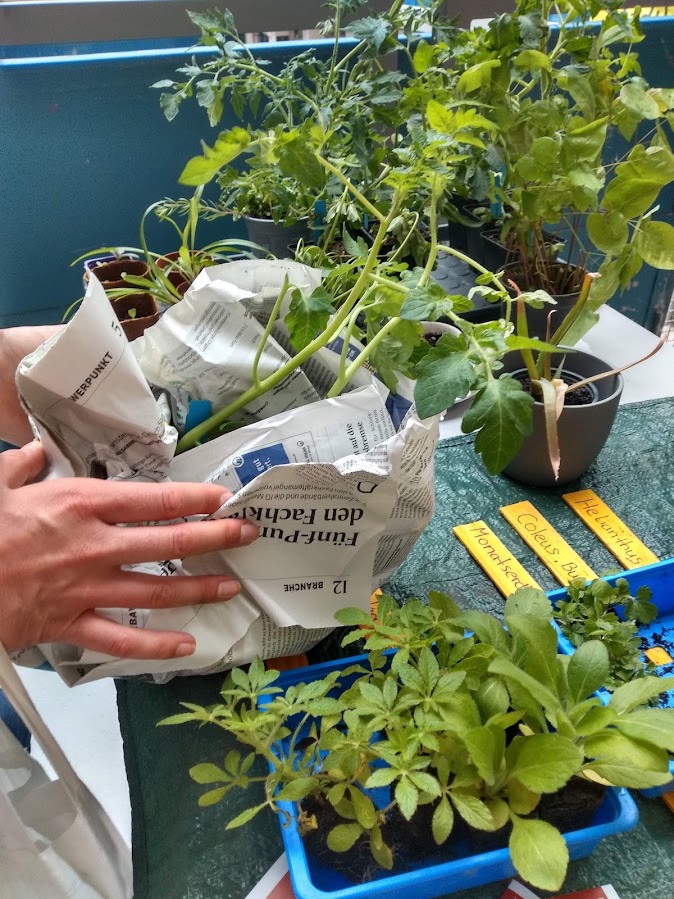 Ein Tisch, auf dem unterschiedliche Grünpflanzen stehen. Zwei Hände packen eine Pflanze in Zeitungspapier.