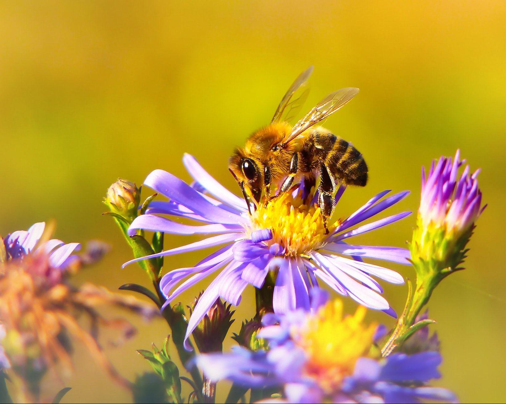 Eine Biene im Sammelflug auf einer lila Blüte