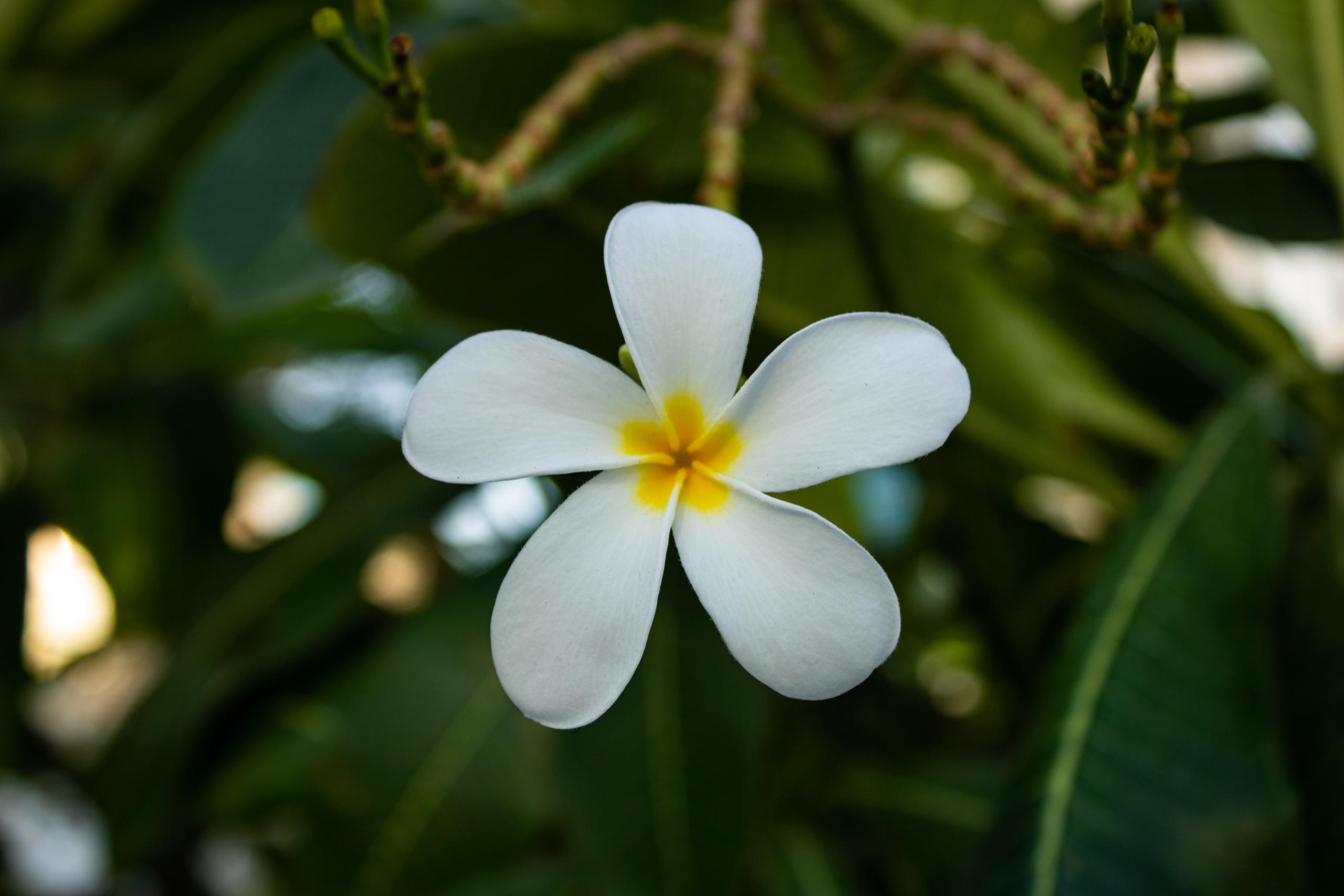 Close up of white frangipani flower on tree.